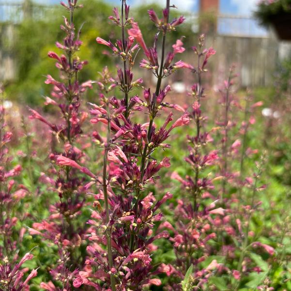 Agastache hybrid 'Coral'