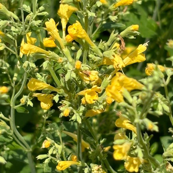 Agastache hybrid 'Gold'
