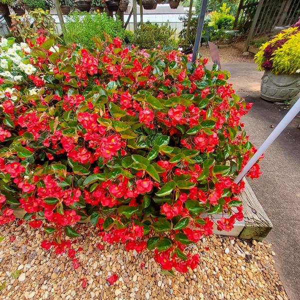 Begonia hybrid Surefire Cascade™ 'Red' Image