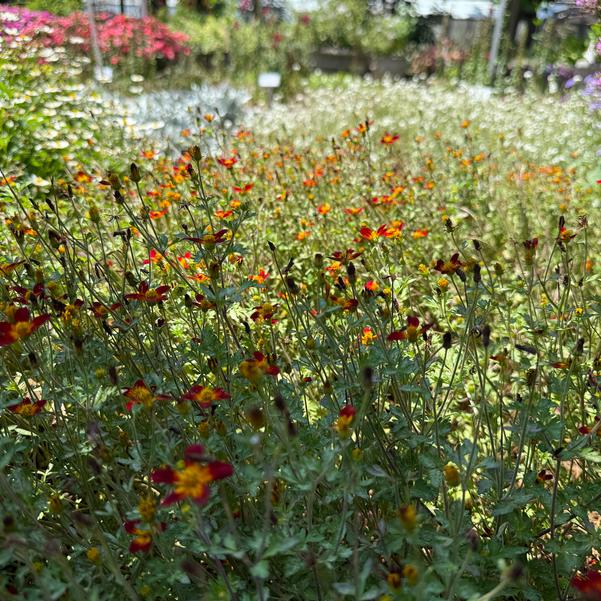 Bidens ferulifolia Campfire® 'Red Ember' Image