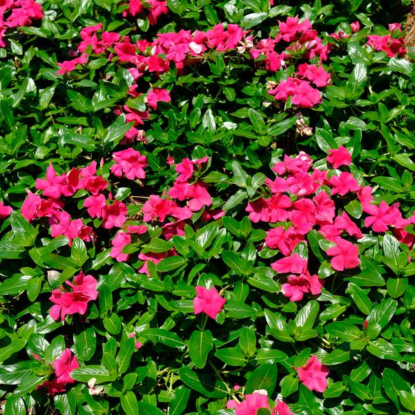 Catharanthus roseus F1 Cora® 'Cascade XDR Punch' Image