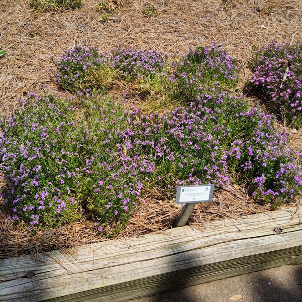 Lobelia erinus Laguna® 'Royale Lilac' Image