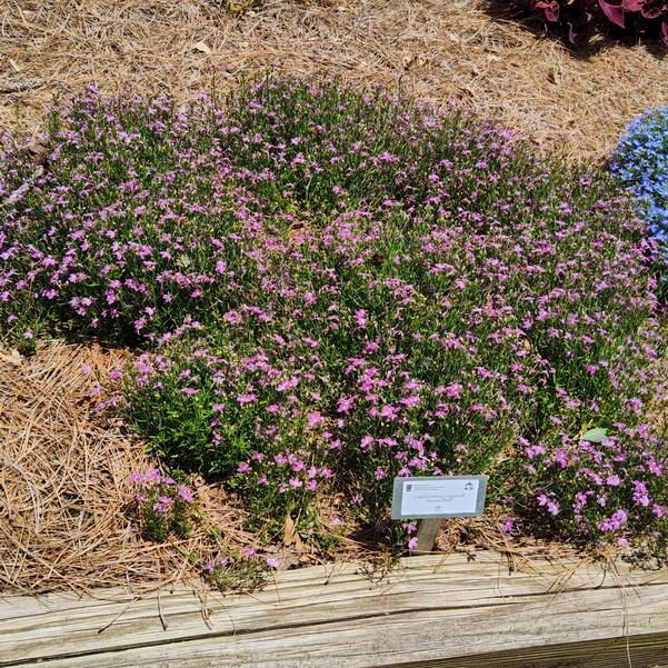 Lobelia erinus Laguna® 'Royale Pink' Image