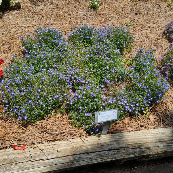 Lobelia erinus Laguna® 'Royale Blue Pearl' Image