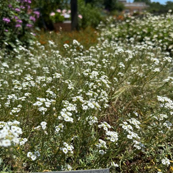 Lobularia maritima hybrid 'White Knight (Imp)' Image