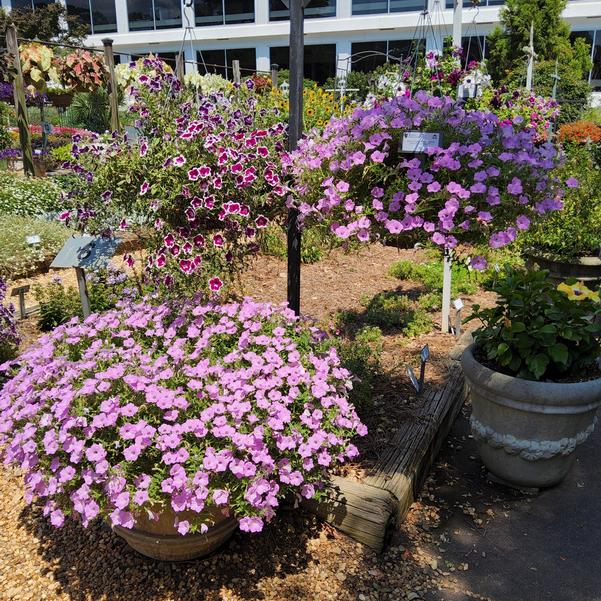 Petunia hybrid Supertunia Vista® 'Cool Jazz™' Image