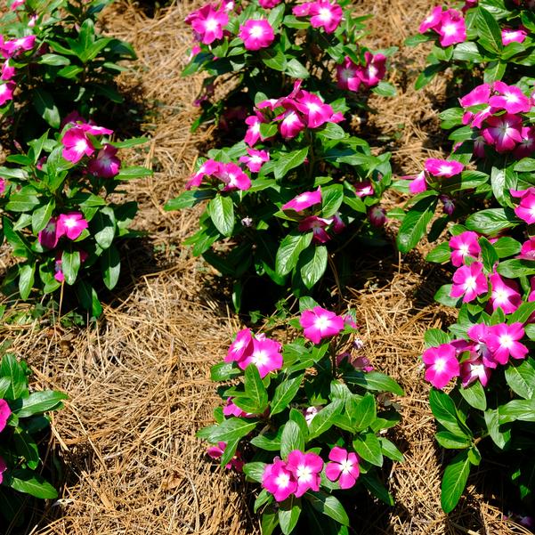 Catharanthus roseus F1 Cora® 'XDR Magenta Halo' Image