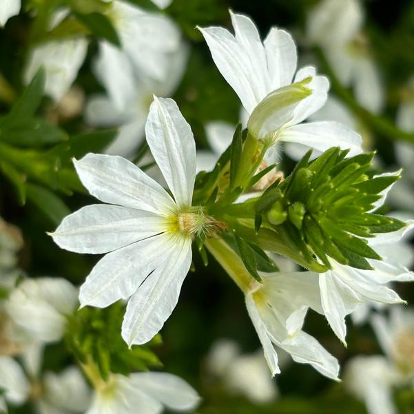 Scaevola aemula Whirlwind® 'White (Imp)' Image