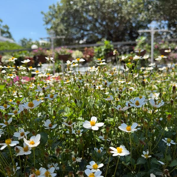 Bidens ferulifolia Campfire® 'Marshmallow' Image