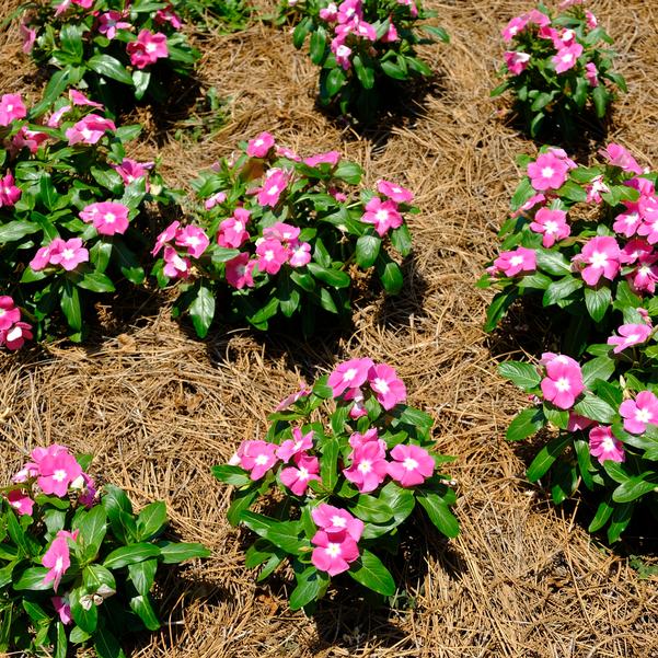 Catharanthus roseus F1 Cora® 'XDR Pink Halo' Image