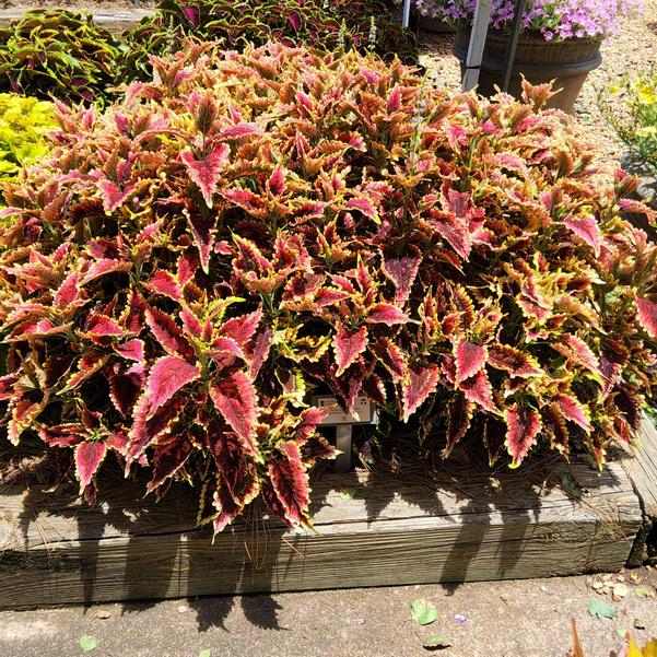 Coleus scutellariodes 'El Brighto'