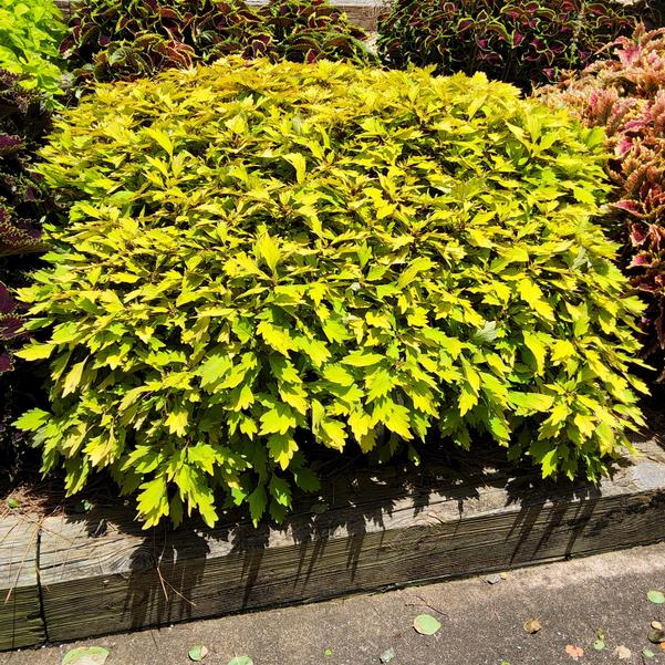 Coleus scutellariodes 'Royale Pineapple Brandy™'