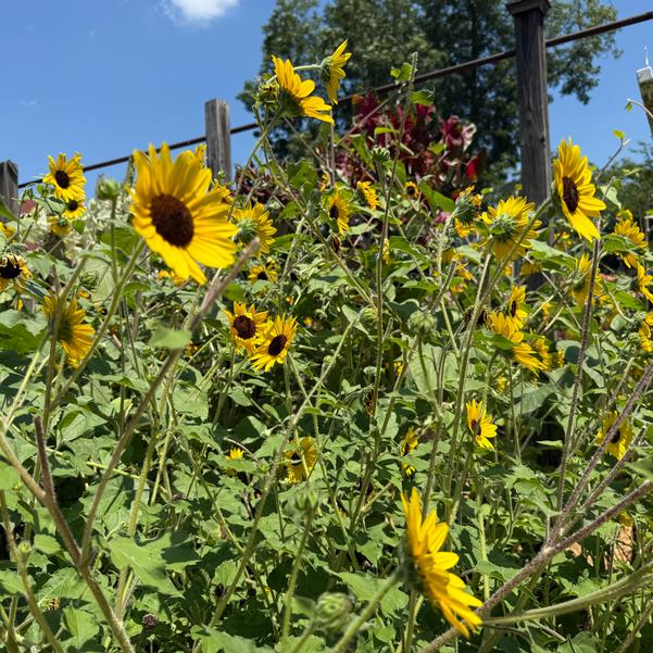 Helianthus 'Suncredible® 'Yellow'' Image
