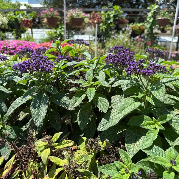 Heliotropium Aromagica™ 'Purple' Image