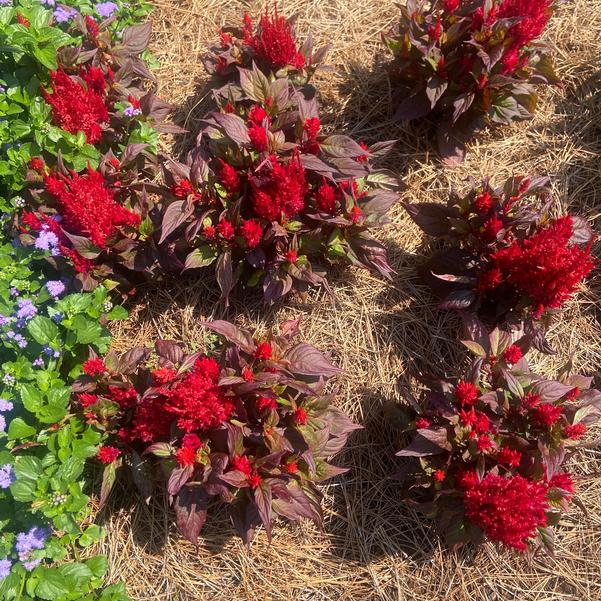 Celosia argentea plumosa nana 'Burning Embers' Image