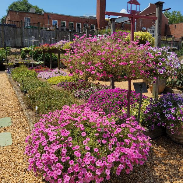 Petunia Supertunia Vista® 'Bubblegum' Image
