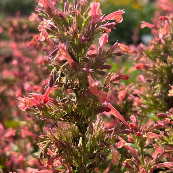 Agastache mexicana 'Coral'