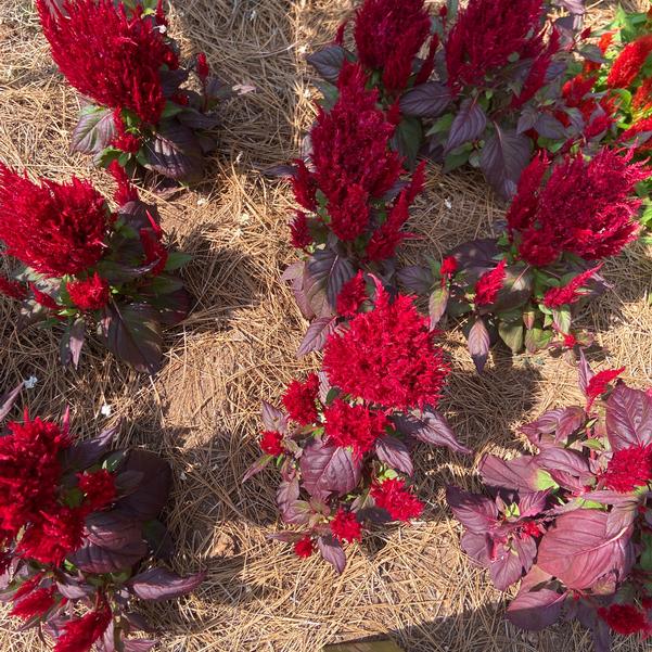 Celosia plumosa Bright Sparks™ 'Bright Red Bronze Leaf' Image