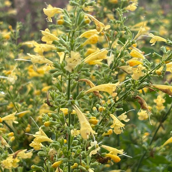 Agastache mexicana 'Lemon'