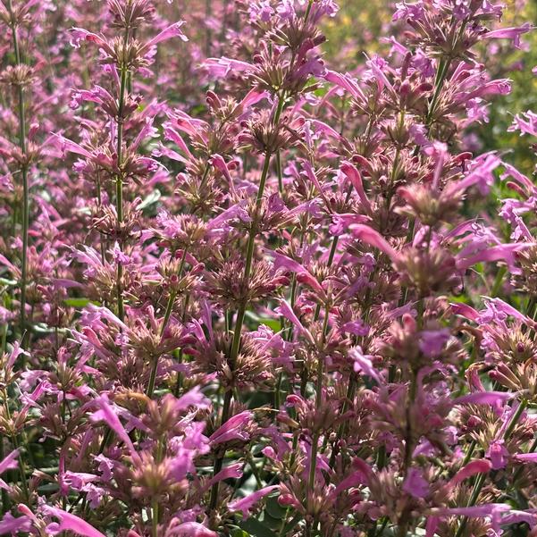 Agastache mexicana 'Lilac'