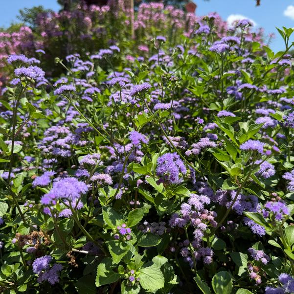 Ageratum 'Monarch Magic'