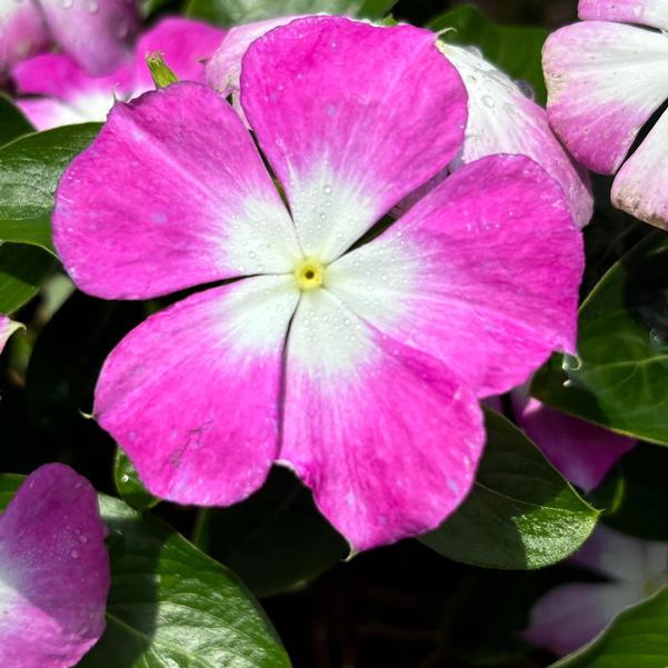 Catharanthus roseus Nirvana® XDR 'Blue Halo' Image