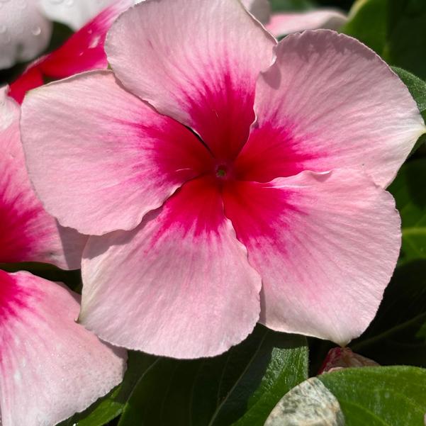Catharanthus roseus Nirvana® XDR 'Blush Splash' Image