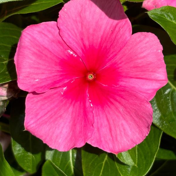 Catharanthus roseus F1 Cora® 'XDR Deep Strawberry' Image