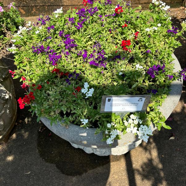 Confetti Garden Confetti Garden® 'American Girl' Image