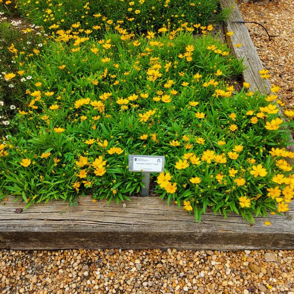 Coreopsis UpTick™ 'Gold' Image