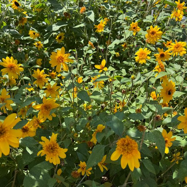 Helianthus annuus Sunfinity® 'Double Yellow' Image