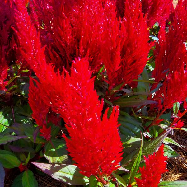 Celosia plumosa Bright Sparks™ 'Burgundy' Image