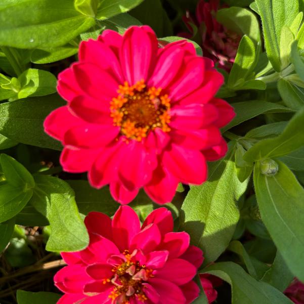 Zinnia hybrida TZ1064 Belize Double 'Bright Rose' Image