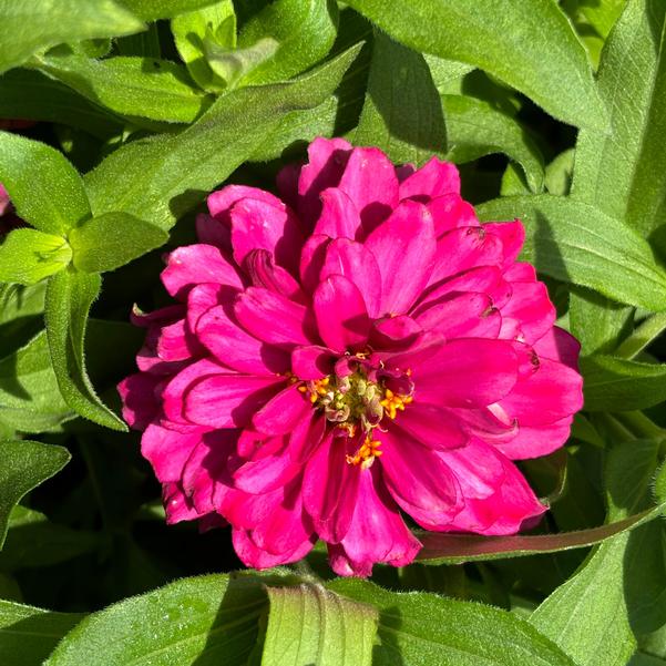 Zinnia hybrida TZ1065 Belize Double 'Rose Gen 2' Image