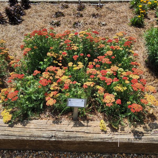 Achillea 'Red'