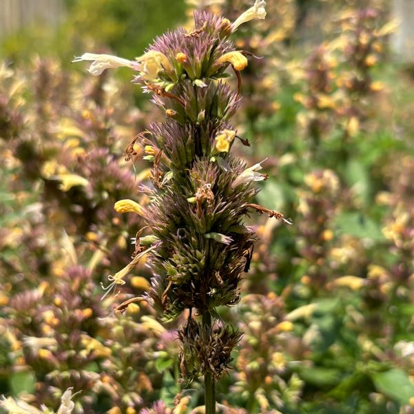 Agastache 'Orange'