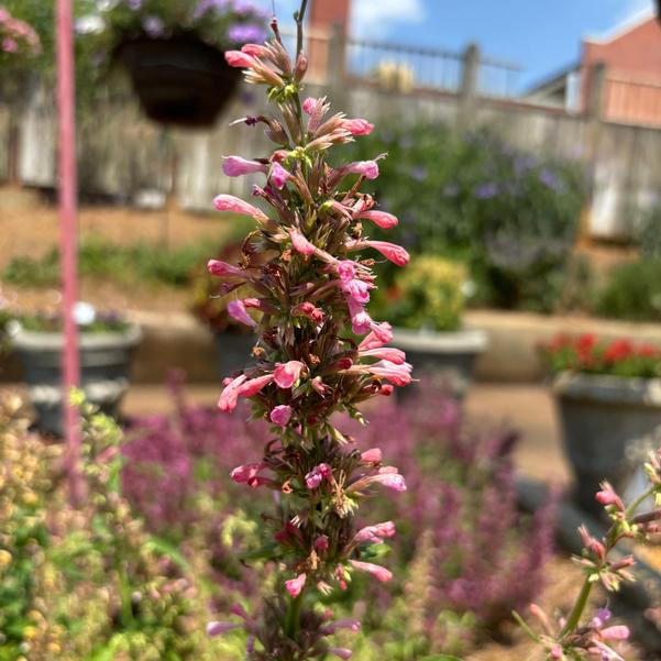 Agastache 'Red'