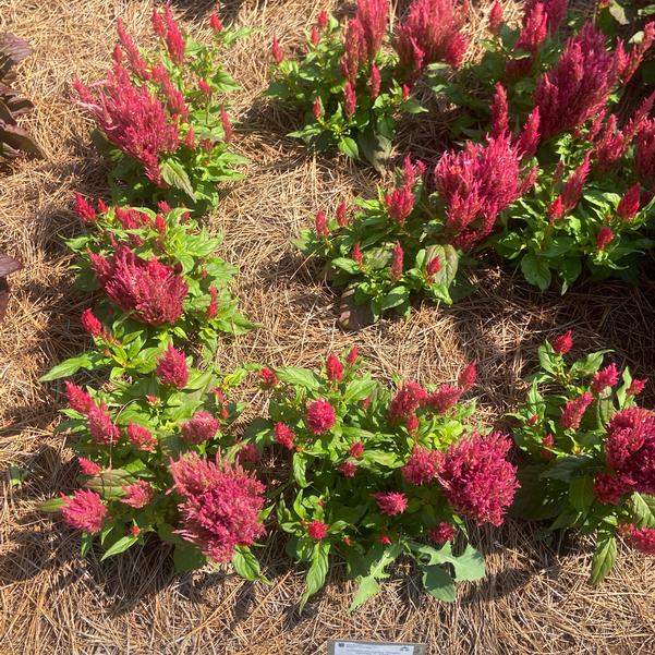 Celosia plumosa Bright Sparks™ 'Pink' Image