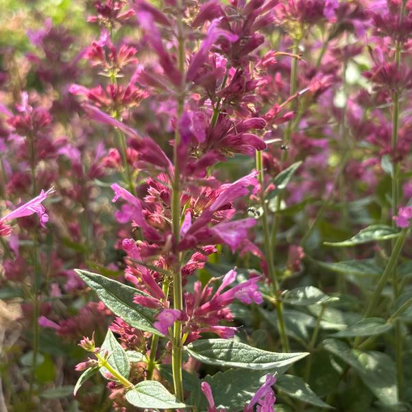 Agastache mexicana 'Magenta'