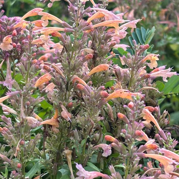 Agastache mexicana 'Peach'