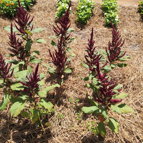 Amaranth 'Entry'