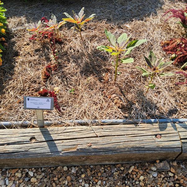 Amaranth 'Pygmy Torch'