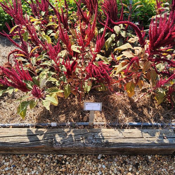 Amaranth 'Red Spike'