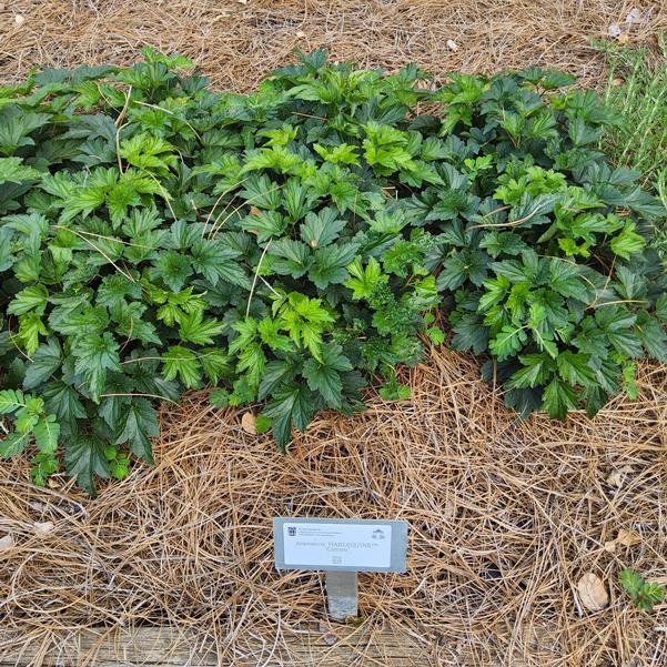 Anemone 'Cameo'