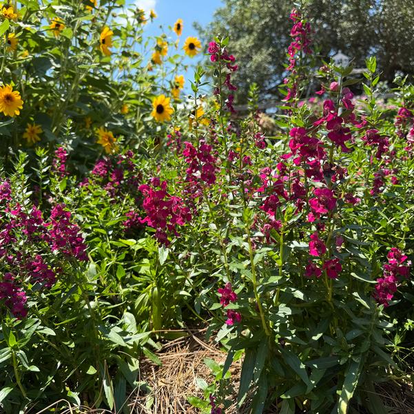 Angelonia 'Fuchsia'