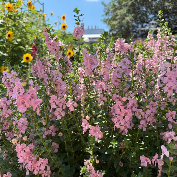 Angelonia 'Light Pink'
