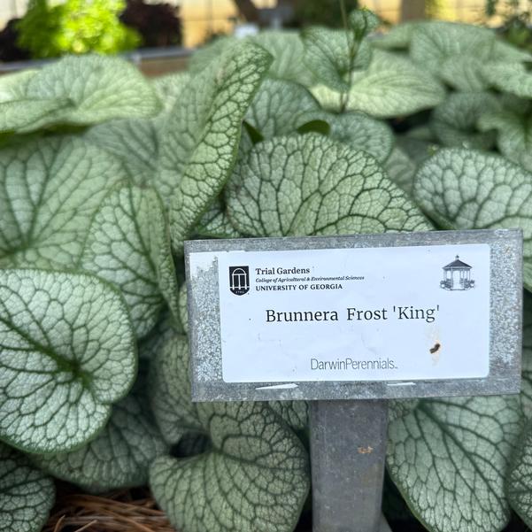 Brunnera 'King'