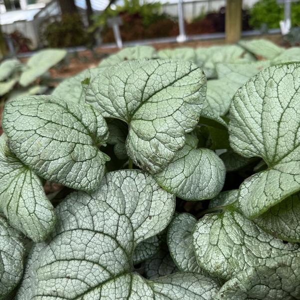 Brunnera macrophylla 