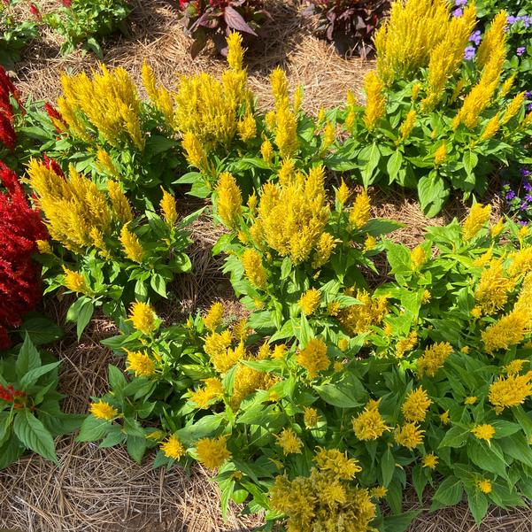 Celosia plumosa Bright Sparks™ 'Yellow' Image