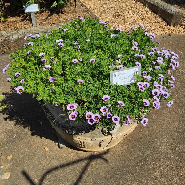 Calibrachoa Cabaret® 'Lavender Kiss' Image